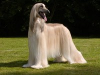 AFGHAN HOUD